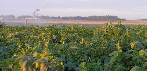 Uruguay: Aumento de área papera se explica por la llegada al sector de más granjeros de pequeña escala