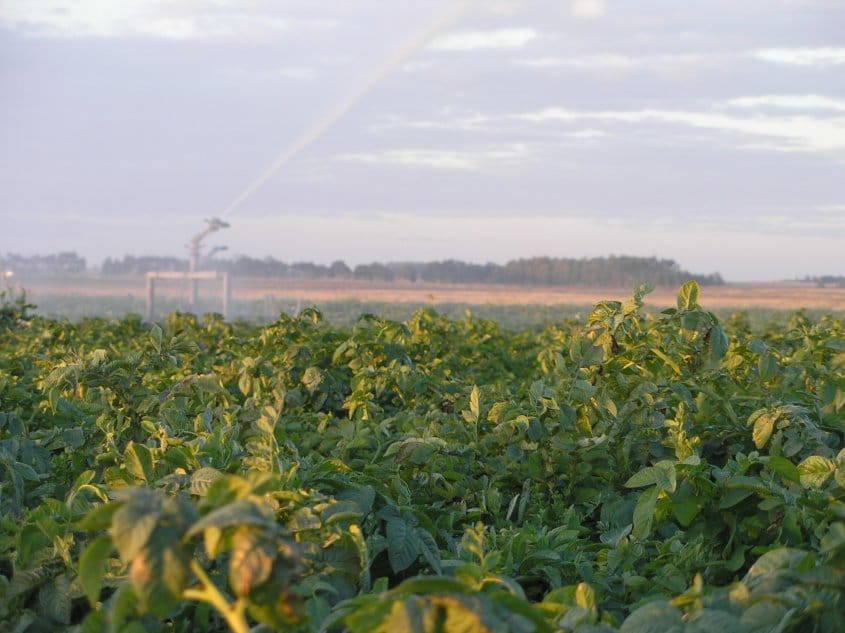 Uruguay: Area sembrada de papa cae un 12% pero no tendrá un impacto relevante