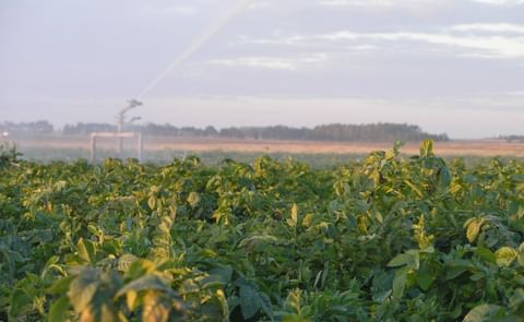 Uruguay: Area sembrada de papa cae un 12% pero no tendrá un impacto relevante Uruguay: Area sembrada de papa cae un 12% pero no tendrá un impacto relevante