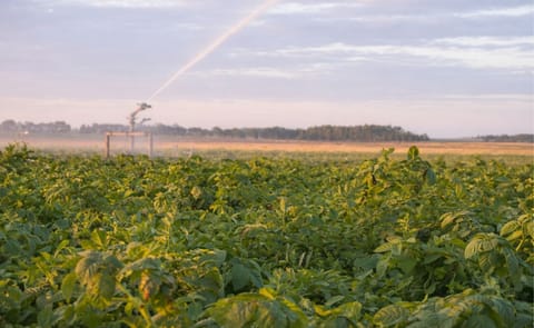Uruguay: Area sembrada de papa cae un 12% pero no tendrá un impacto relevante Uruguay: Area sembrada de papa cae un 12% pero no tendrá un impacto relevante
