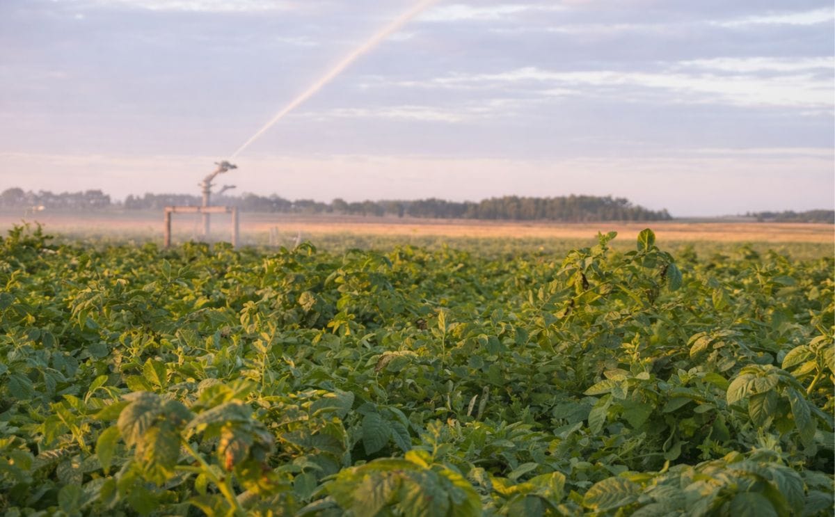 Uruguay: Area sembrada de papa cae un 12% pero no tendrá un impacto relevante