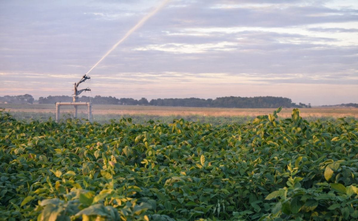Preocupa en Uruguay la persistente caída del área cultivada con papa