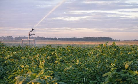 Preocupa en Uruguay la persistente caída del área cultivada con papa Preocupa en Uruguay la persistente caída del área cultivada con papa