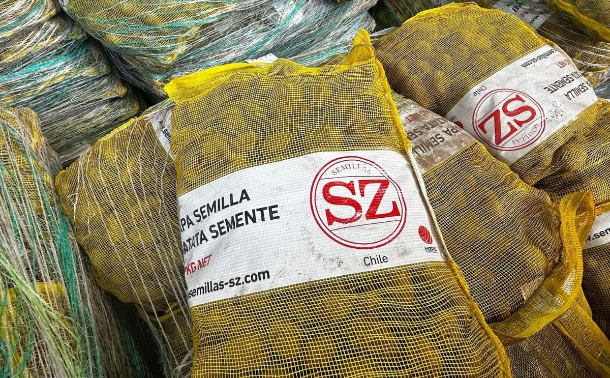 Uruguay concretó una nueva importación de papa semilla desde Chile, pese a retrasos logísticos causados por fuertes nevadas en los Andes.