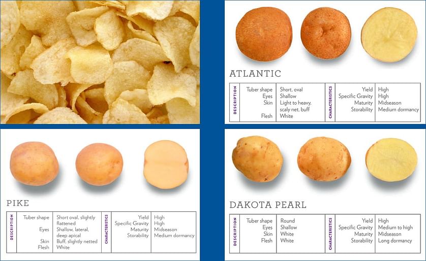 US chipping potato varieties in use in the Philippines