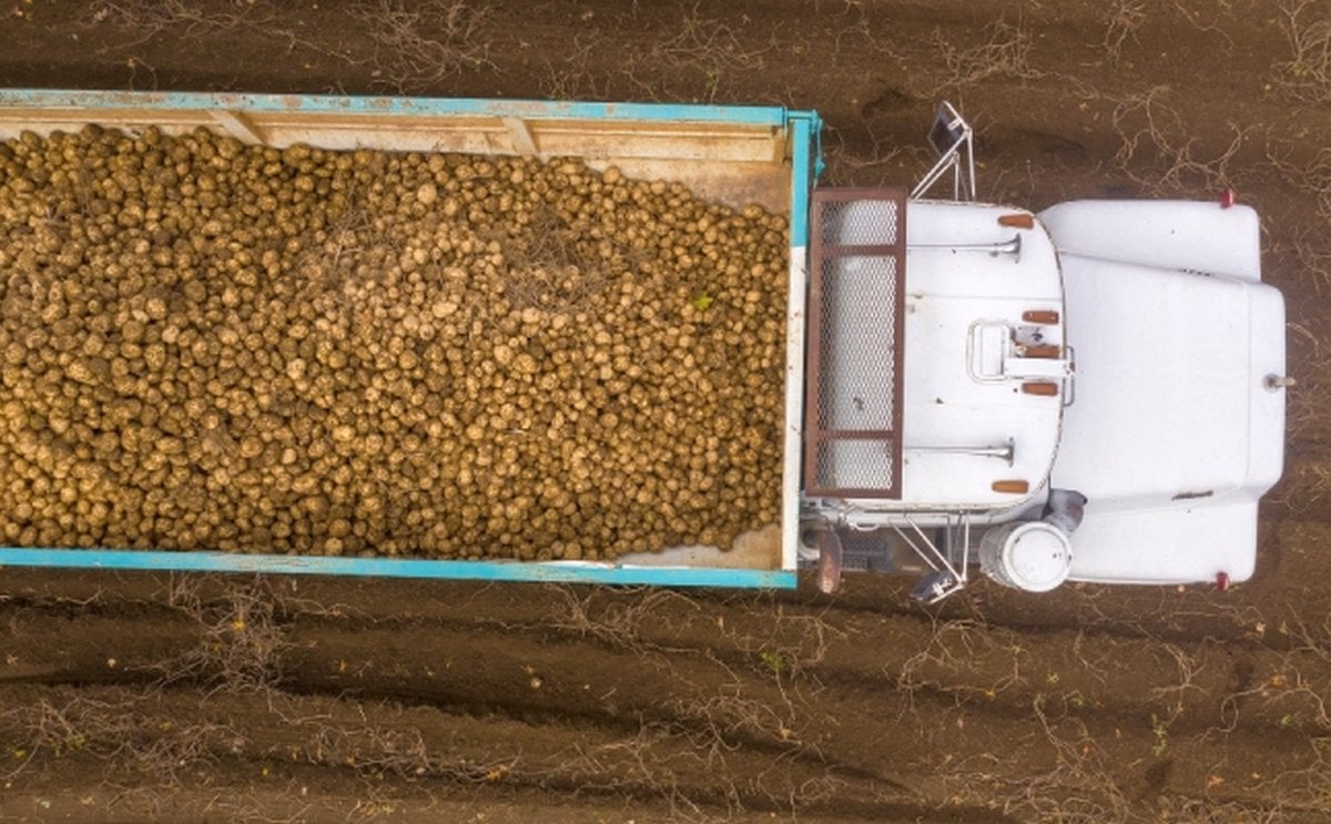 United States potato exports see recovery United States potato exports see recovery