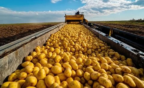 U.S. Potato export U.S. Potato export