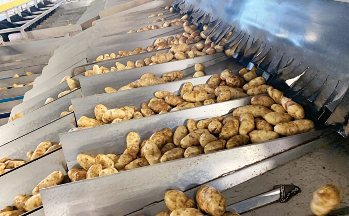 United States frozen potato export continued to improve United States frozen potato export continued to improve