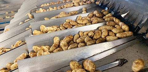 United States frozen potato export continued to improve
