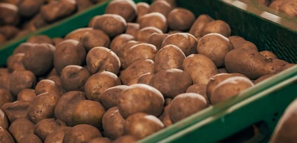 United States potato imports continue to grow