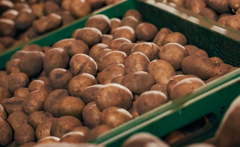 United States potato imports continue to grow