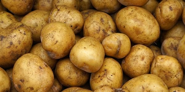 US potato imports surge