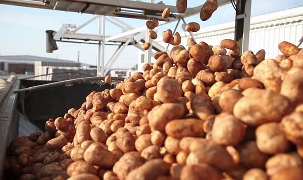 U.S. Potato Exports Reach Record Value and Volume July 2022 – June 2023