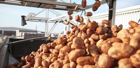 U.S. Potato Exports Reach Record Value and Volume July 2022 – June 2023