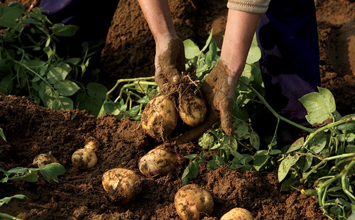 Camiones cargados de papa permanecen inmovilizados en Carchi mientras aumentan los costos de transporte y los precios en Quito y Guayaquil. Camiones cargados de papa permanecen inmovilizados en Carchi mientras aumentan los costos de transporte y los precios en Quito y Guayaquil.