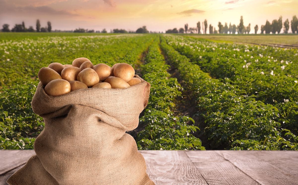 National Potato Council Statement on Joint U.S.-Mexico Announcement on Potential Reopening of Mexican Market to U.S. Potatoes National Potato Council Statement on Joint U.S.-Mexico Announcement on Potential Reopening of Mexican Market to U.S. Potatoes