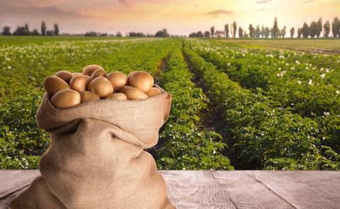 National Potato Council Statement on Joint U.S.-Mexico Announcement on Potential Reopening of Mexican Market to U.S. Potatoes National Potato Council Statement on Joint U.S.-Mexico Announcement on Potential Reopening of Mexican Market to U.S. Potatoes