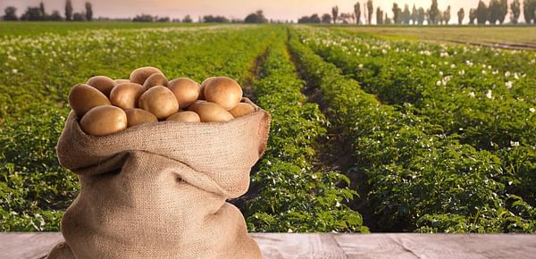 Call for Expressions of Interest for the 14th World Potato Congress in 2028
