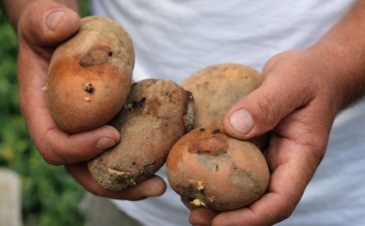 Canarias exportaría papa gracias a la atmósfera controlada