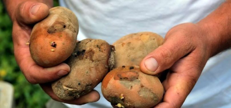 Canarias exportaría papa gracias a la atmósfera controlada