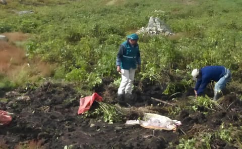 España: dificultad para comercializar la cosecha de las Islas Canarias España: dificultad para comercializar la cosecha de las Islas Canarias