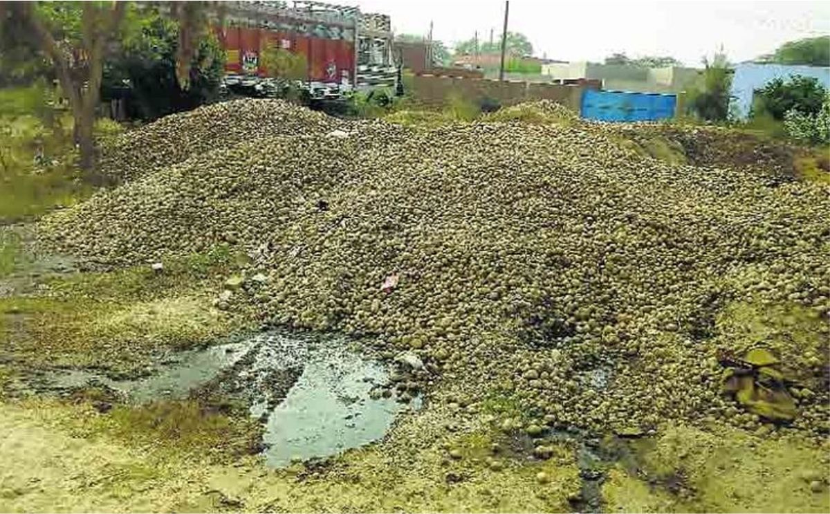 Large amounts of potatoes remain unsold in parts of Uttar Pradesh Large amounts of potatoes remain unsold in parts of Uttar Pradesh