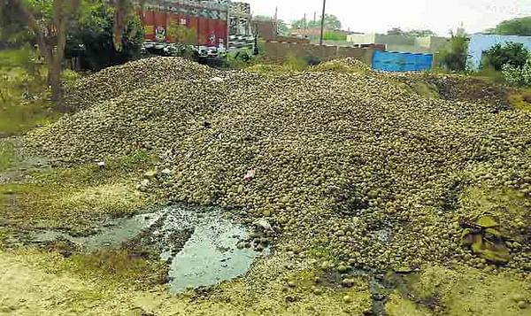 Large amounts of potatoes remain unsold in parts of Uttar Pradesh