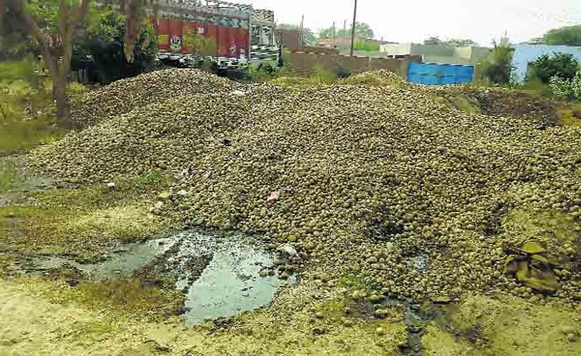 Old potatoes dumped outside a cold store unit at Sadabad in Uttar Pradesh, India because there are no buyers... 