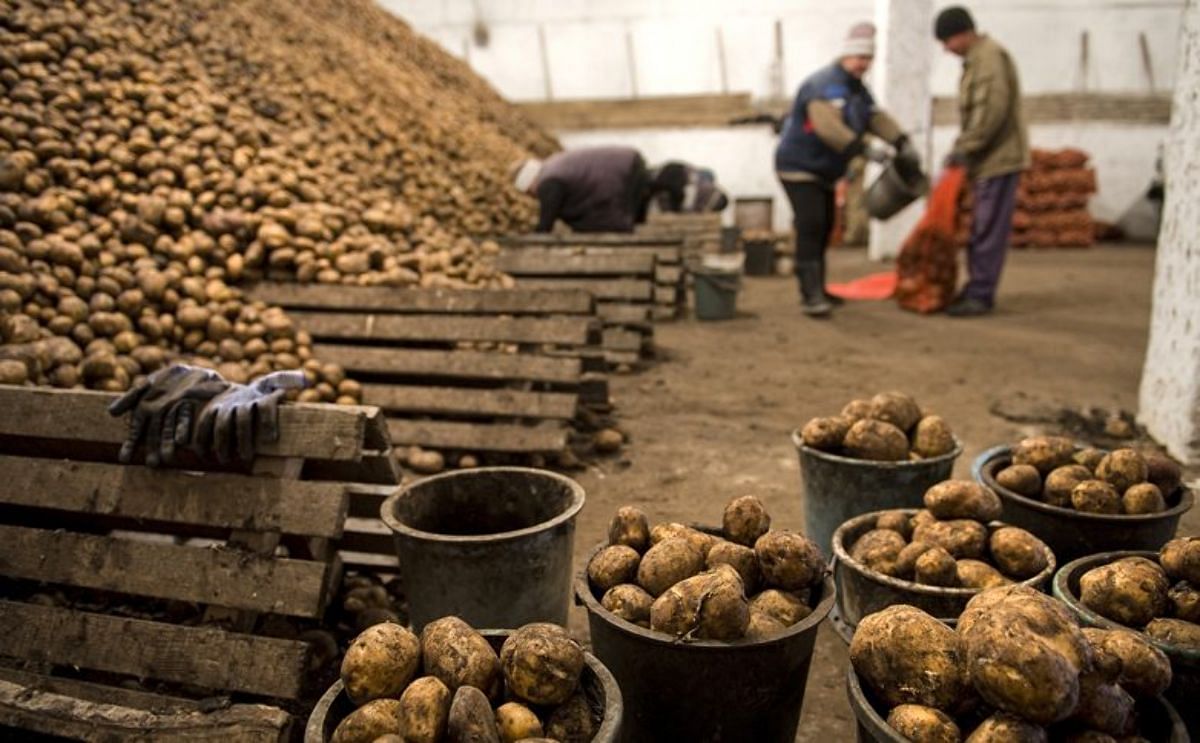 Uzbekistan could sharply reduce the imports of potatoes in 2021