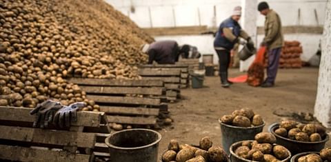 Uzbekistan could sharply reduce the imports of potatoes in 2021