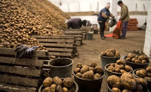 Uzbekistan could sharply reduce the imports of potatoes in 2021 Uzbekistan could sharply reduce the imports of potatoes in 2021