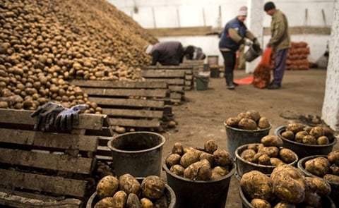 Uzbekistan could sharply reduce the imports of potatoes in 2021 Uzbekistan could sharply reduce the imports of potatoes in 2021