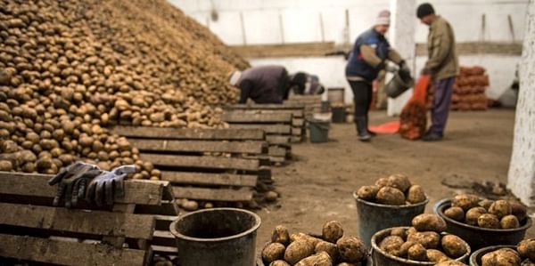 Uzbekistan could sharply reduce the imports of potatoes in 2021