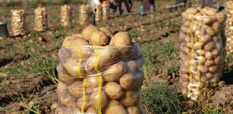 Uzbekistan may become one of the five largest potato importers in the world by the end of 2021