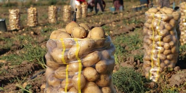Uzbekistan may become one of the five largest potato importers in the world by the end of 2021