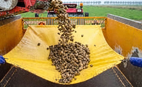 Agrico roept transporteurs aardappelen op valbreker te gebruiken Agrico roept transporteurs aardappelen op valbreker te gebruiken