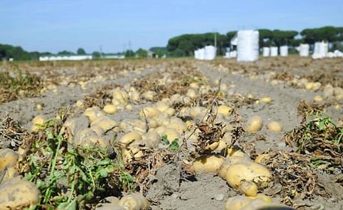 Recolección de patatas esta campaña en la provincia de Valladolid. Recolección de patatas esta campaña en la provincia de Valladolid.