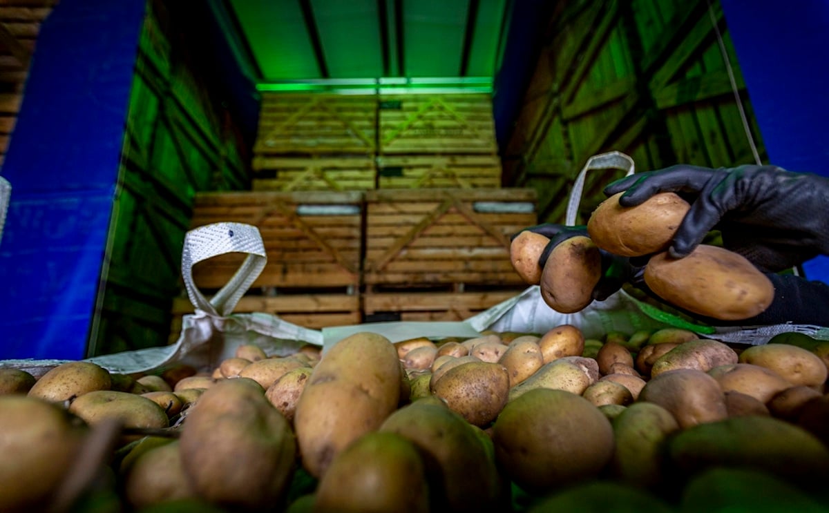 Patatas de Valladolid. Patatas de Valladolid.