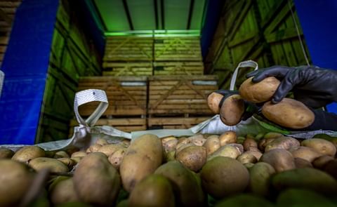 España: El sector patatero de Valladolid sufre la crisis de precios. España: El sector patatero de Valladolid sufre la crisis de precios.