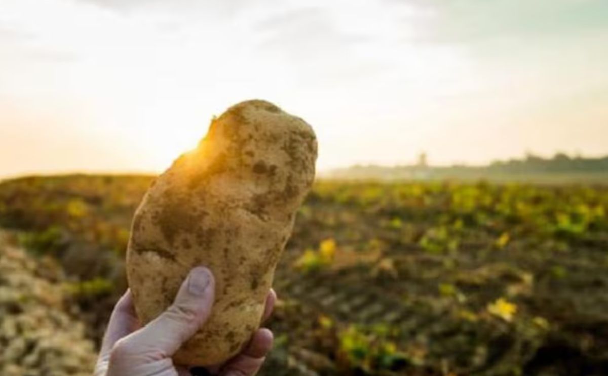 Fortalecen la sanidad del Valle de Tafí para la producción de papa semilla.
