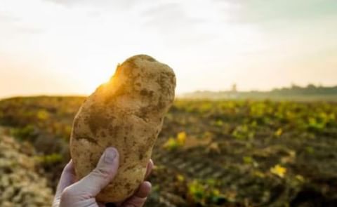 Fortalecen la sanidad del Valle de Tafí para la producción de papa semilla. Fortalecen la sanidad del Valle de Tafí para la producción de papa semilla.