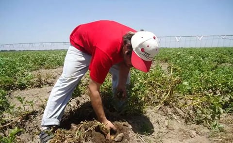 Argentina: el precio de exportación de los snacks de papas fritas es 2600% superior al del producto a granel sin procesar Argentina: el precio de exportación de los snacks de papas fritas es 2600% superior al del producto a granel sin procesar