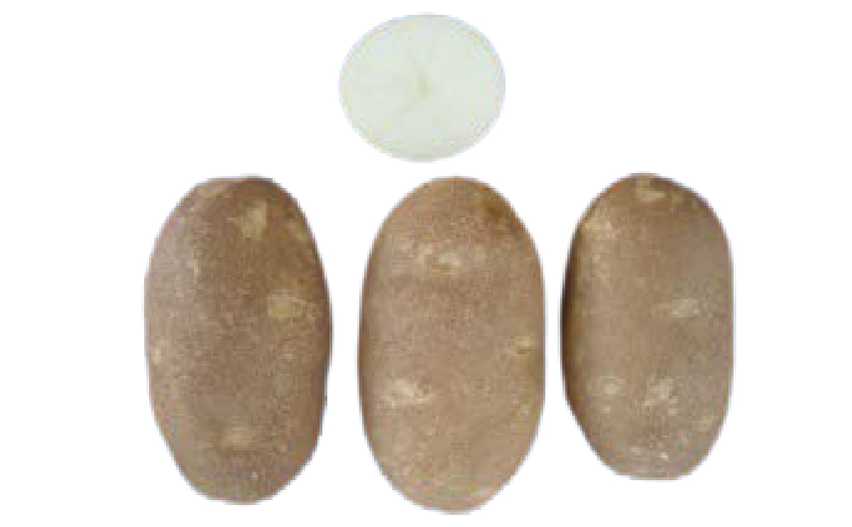 Vanguard Russet