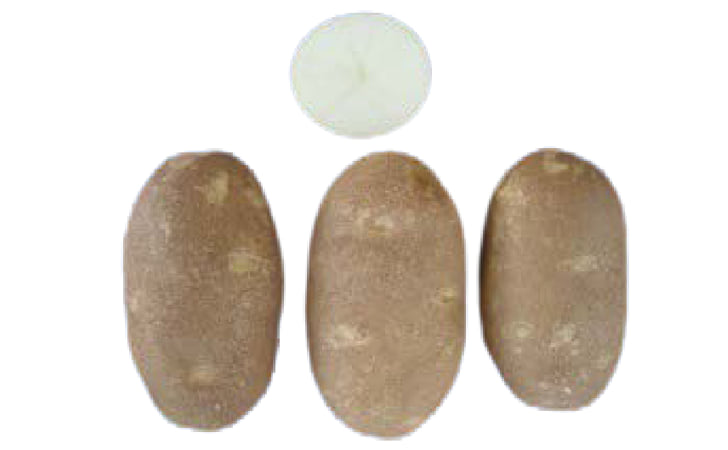Vanguard Russet Vanguard Russet