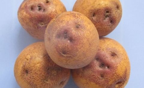 Nueva variedad de papa 'Perú Bicentenario'. Tiene altos índices de productividad y elevará ingresos en la Agricultura Familiar. Nueva variedad de papa 'Perú Bicentenario'. Tiene altos índices de productividad y elevará ingresos en la Agricultura Familiar.