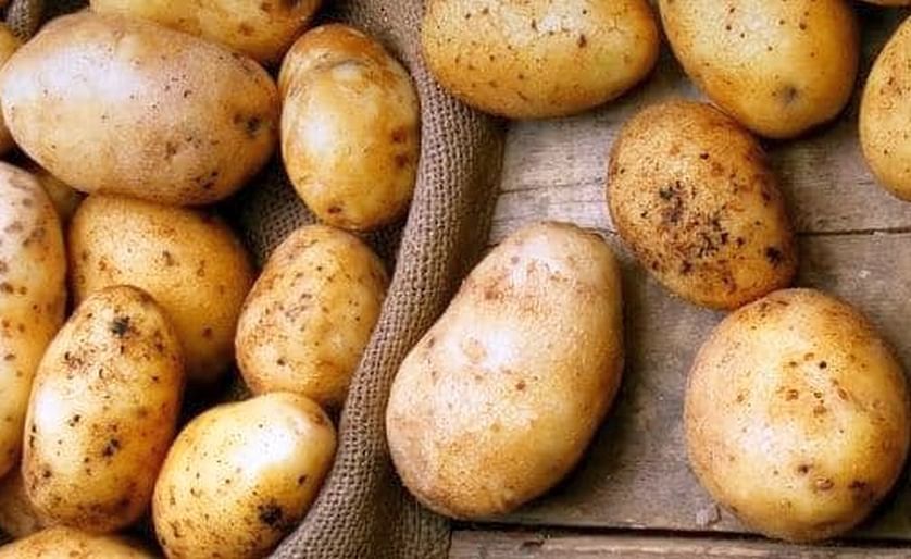 Researchers in Ukraine develop a potato variety that can yield up to 100 tons per hectare