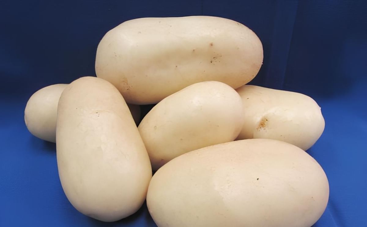 Agricultores costarricenses podrán cultivar nueva variedad de papa