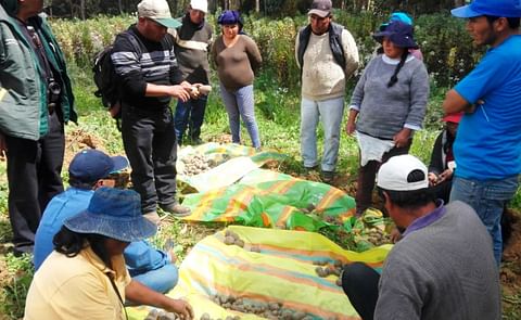 Ocurrió en Junín. La variedad INIA 309-Serranita también resiste a la rancha. Ocurrió en Junín. La variedad INIA 309-Serranita también resiste a la rancha.