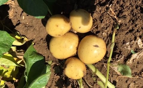 La Patata Regina Permitirá a los Supermercados Diferenciarse
La Patata Regina Permitirá a los Supermercados Diferenciarse