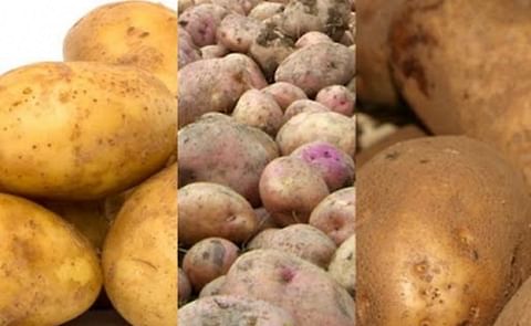 Productores colombianos rechazan deseos de la industria de importar papa Productores colombianos rechazan deseos de la industria de importar papa